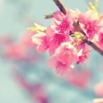 Where to see cherry blossom in London!