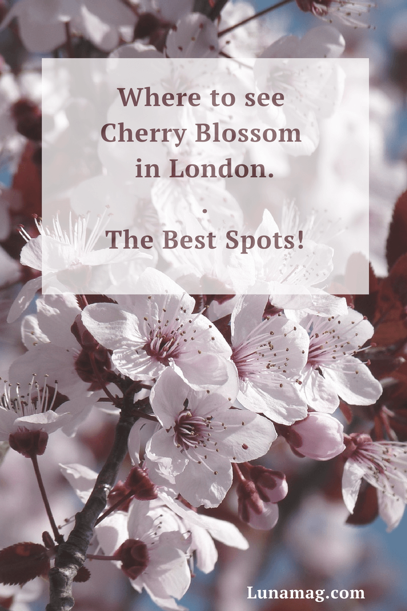 Where to see cherry blossom in London!